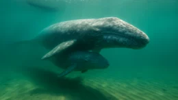 Ballena Gris