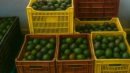 Exportaciones